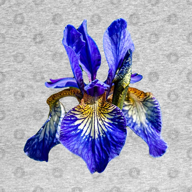 Purple Iris flower by dalyndigaital2@gmail.com